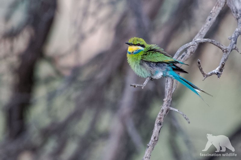 Yellowthroat Bird перевод