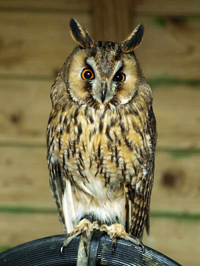 Совообразные Strigiformes