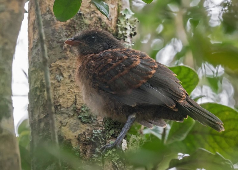 Птица Cuculus canorus
