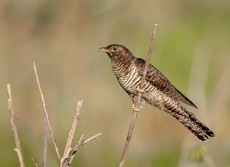 Птица Cuculus canorus