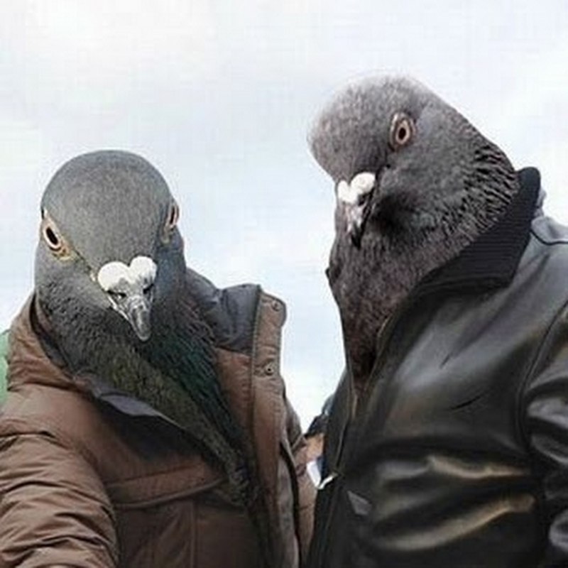 Белый голубь