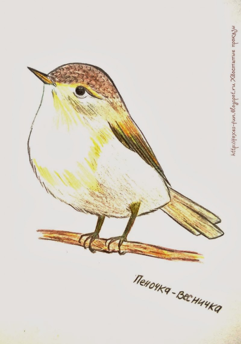The Thrush Nightingale (Luscinia Luscinia)