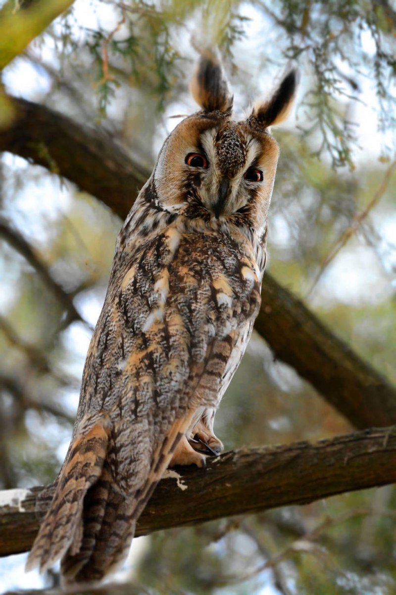 ASIO Otus