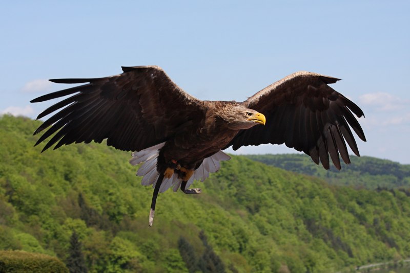 Haliaeetus leucocephalus Орлан Долгохвост