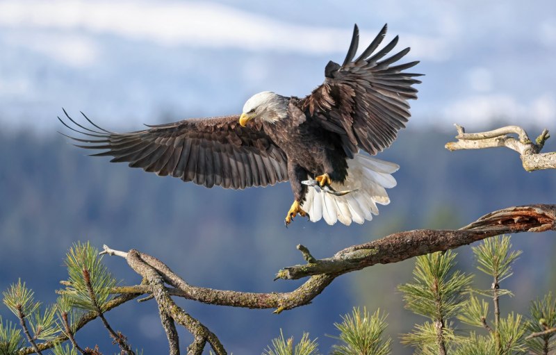 Орлан-белохвост Haliaeetus albicilla