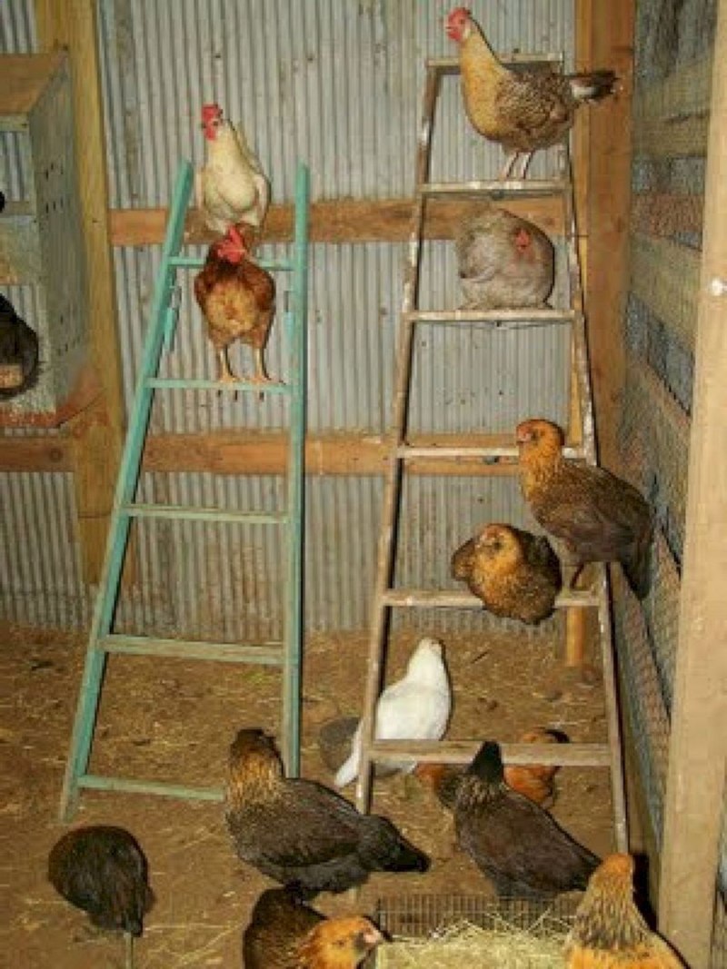 Домашний курятник