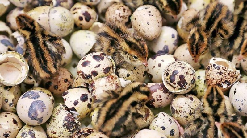 Coturnix ypsilophora