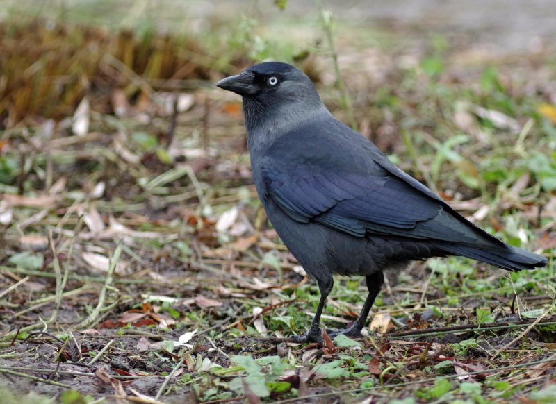 Jackdaw photographer