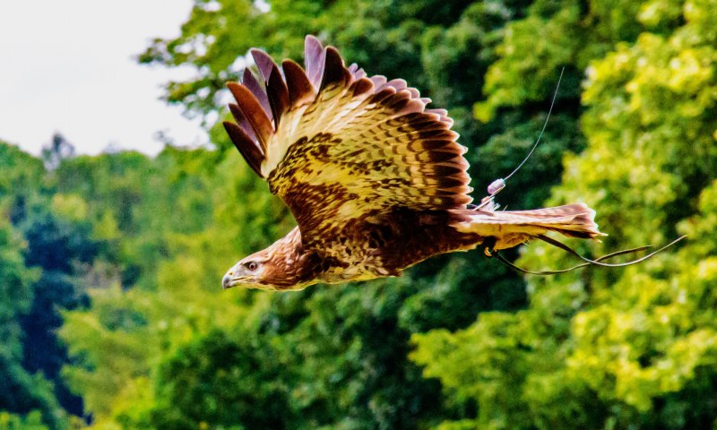 Stephanoaetus coronatus