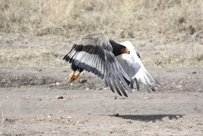 Stephanoaetus coronatus