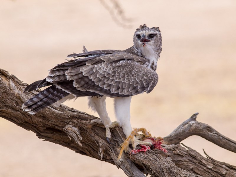 Martial Eagle (Polemaetus bellicosus)