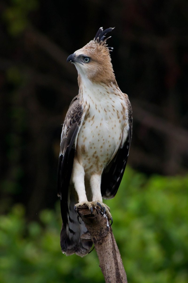 Окантователи big Eagle