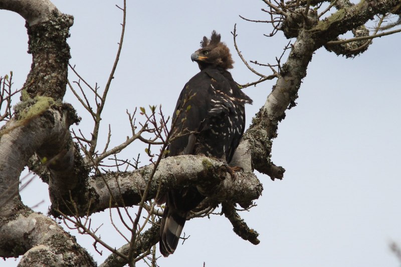Martial Eagle (Polemaetus bellicosus)