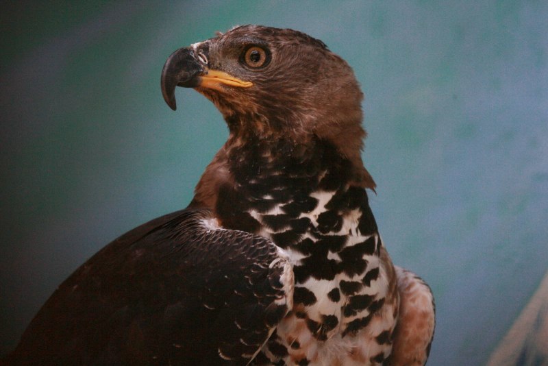 Polemaetus bellicosus