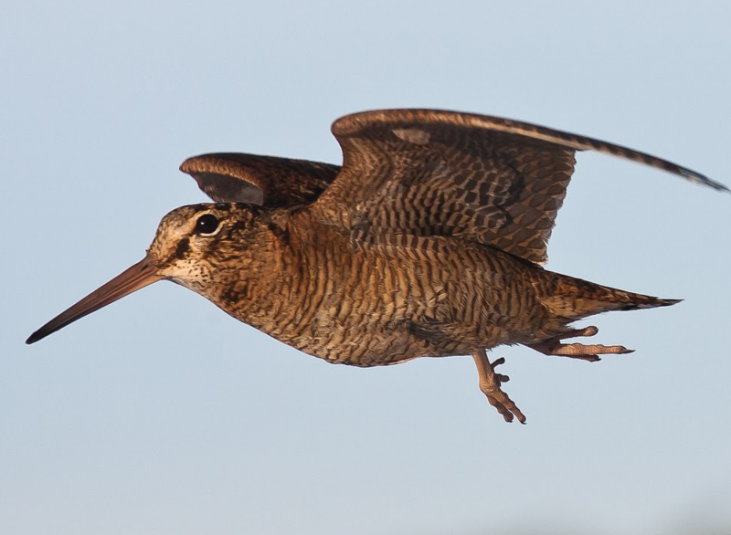 ANIMALBASE Woodcock