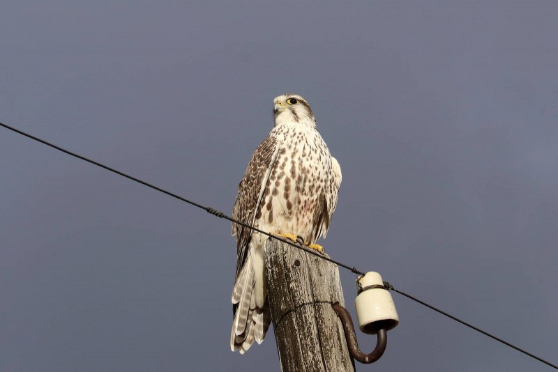 Алтайский Сокол (Falco cherrug altaicus)