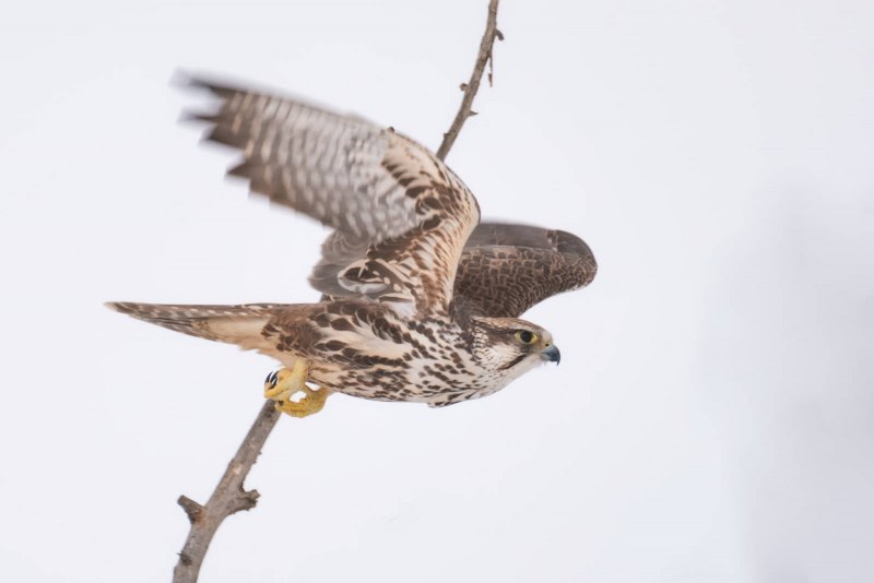 Falco cherrug
