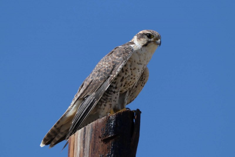 Falco cherrug
