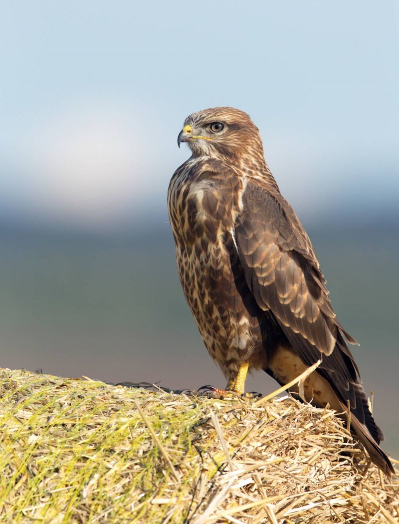 Обыкновенный канюк Buteo Buteo