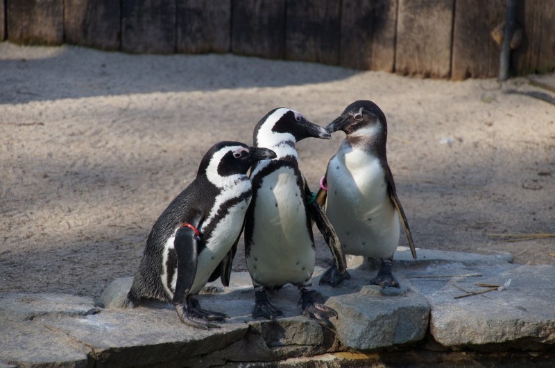 Пингвин зоопарк (33 фото)