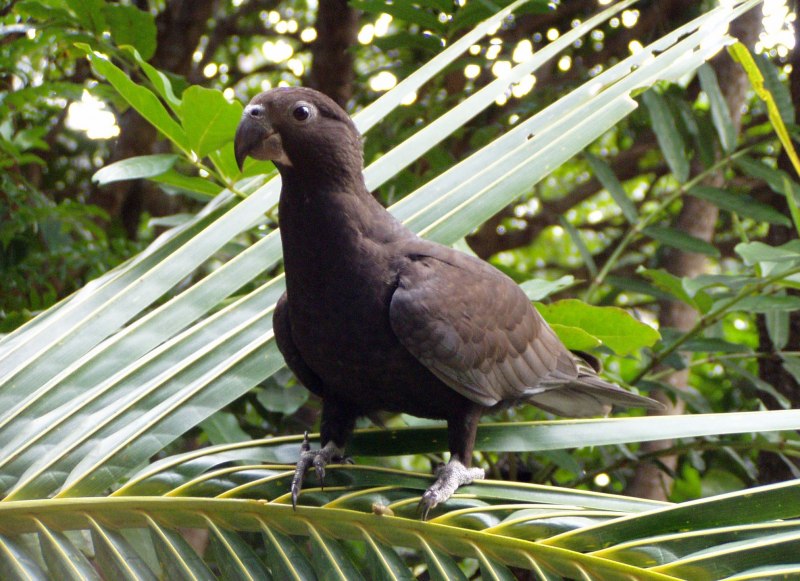 Coracopsis vasa