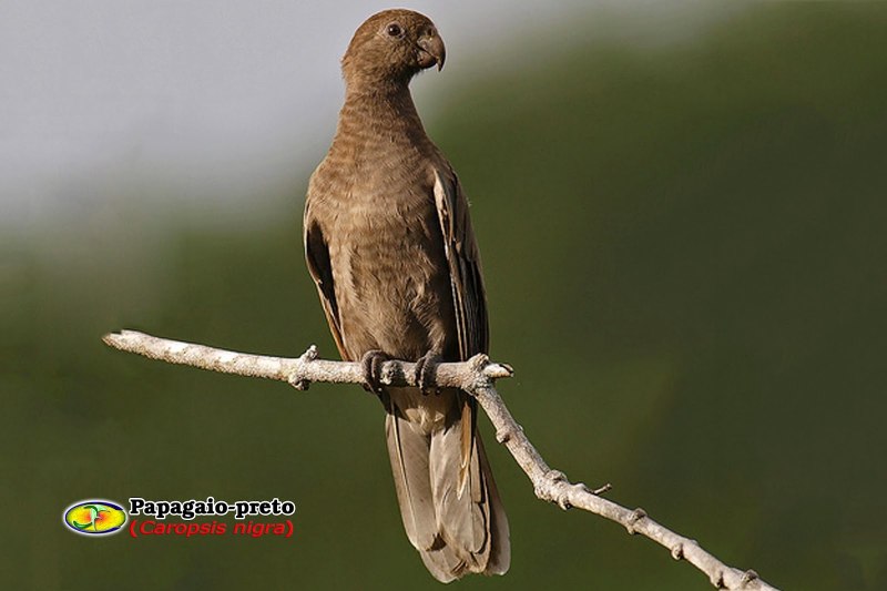 Чёрный попугай Coracopsis nigra barklyi