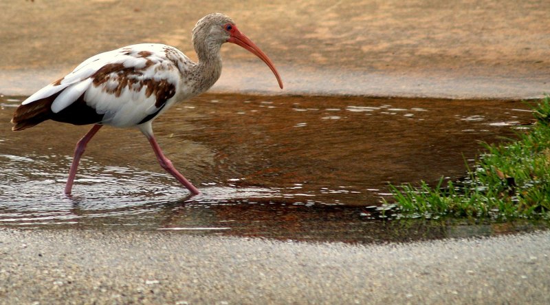Птицы живущие возле воды
