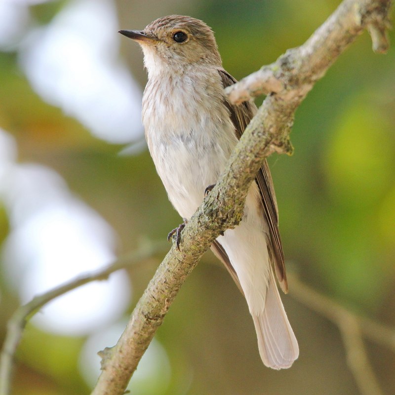 Серый Дрозд (Grey Catbird)
