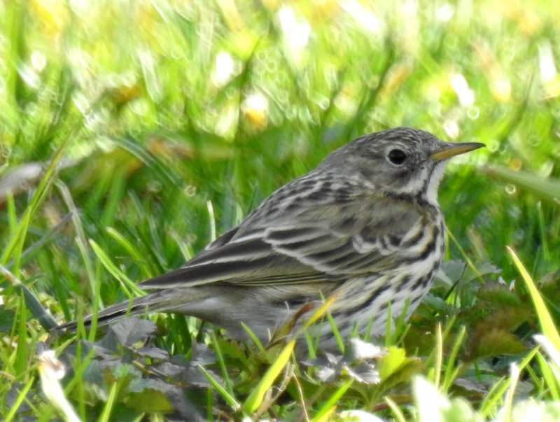 Конек Луговой Anthus pratensis