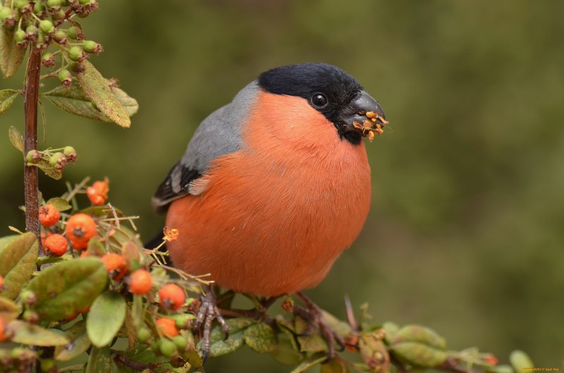 Eurasian Bullfinch