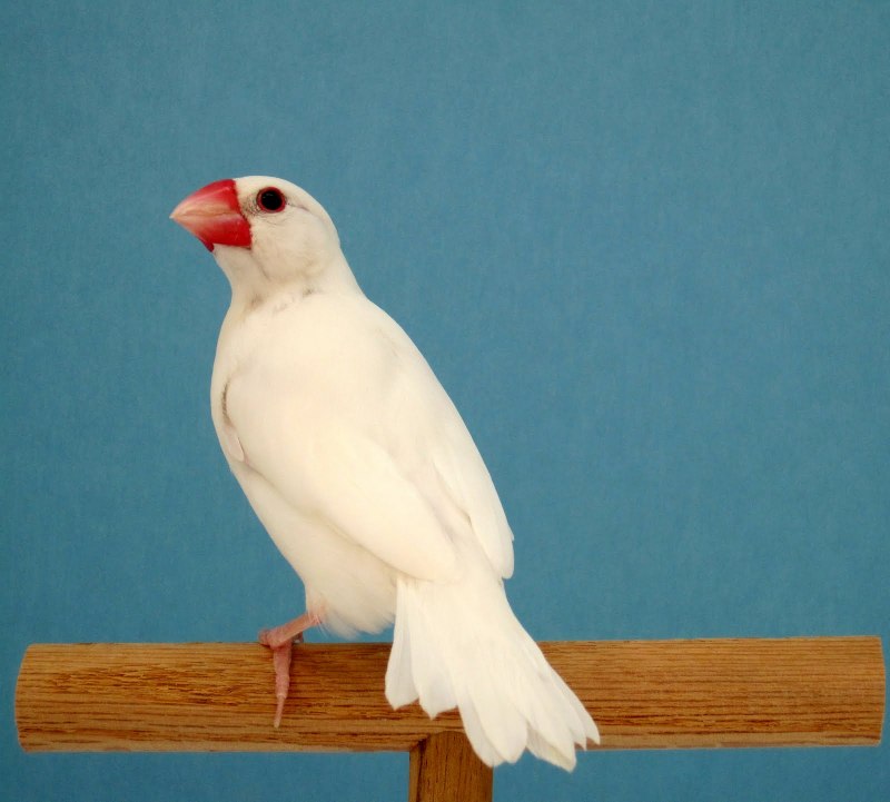 Finch 1975