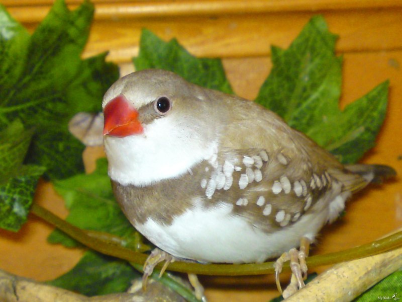 Амадины тигровые