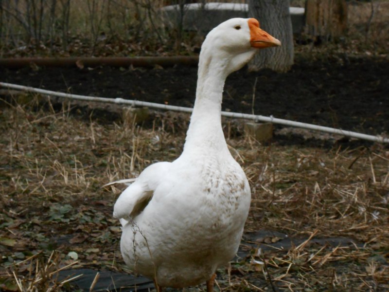 Гусь Линда самец