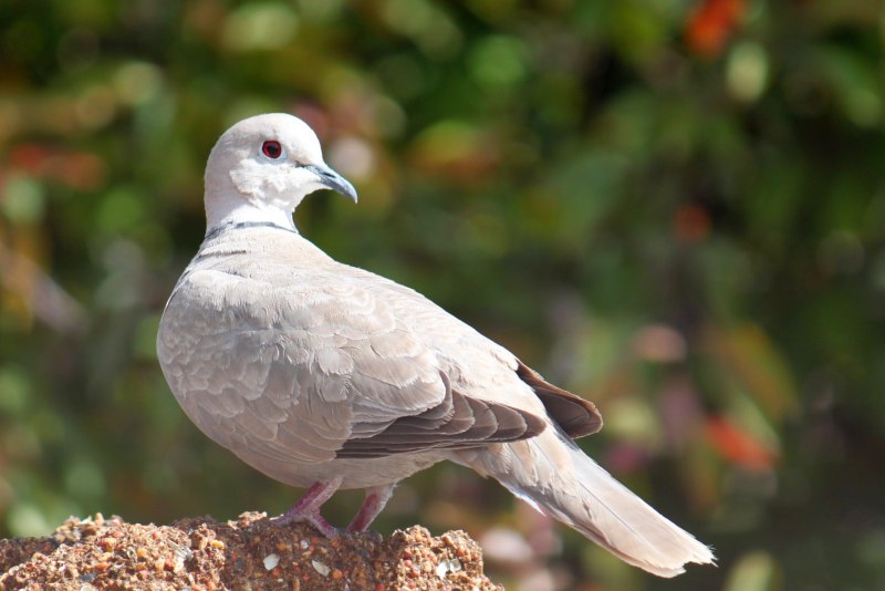 Leptotila yamaicensis
