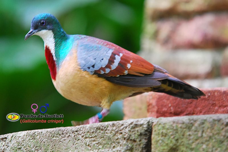 Bartlett's Bleeding Heart dove