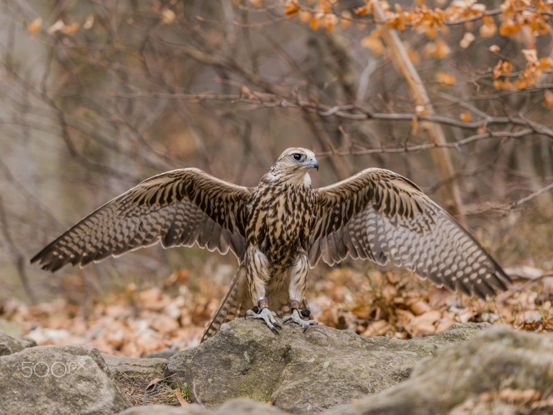 Falco cherrug