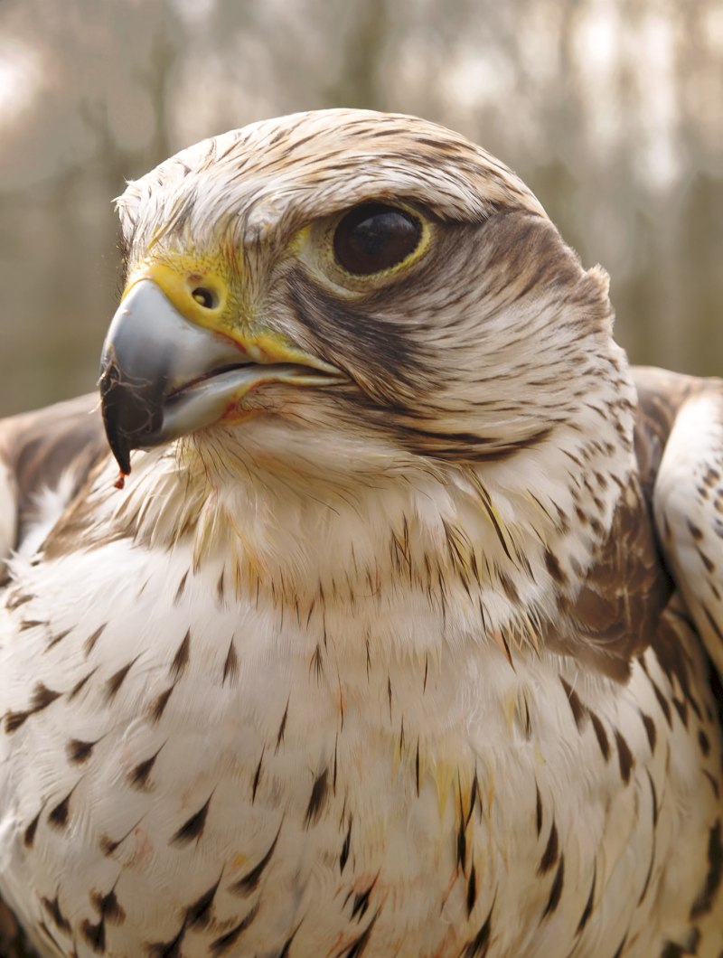 Falco cherrug