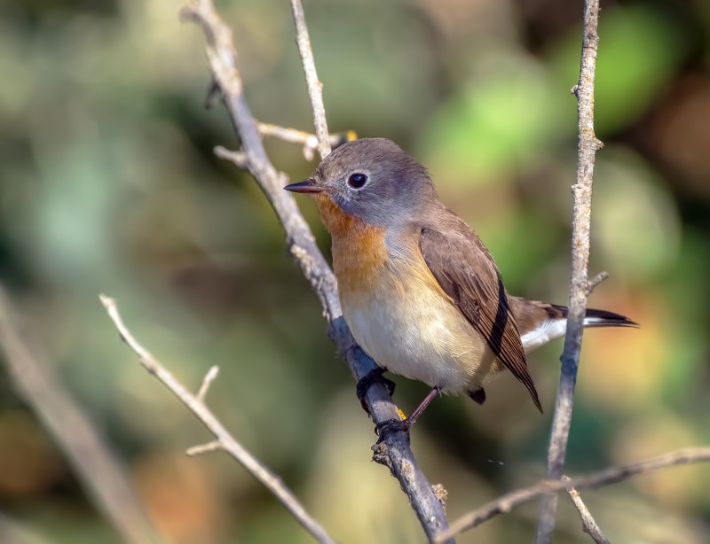 Мухоловка-пеструшка (Ficedula hypoleuca)
