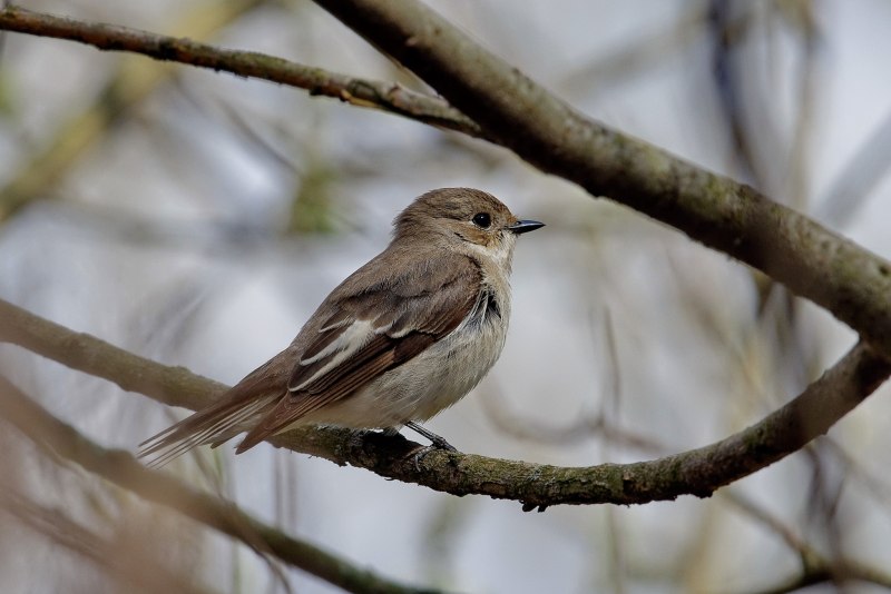 Ficedula Parva albicilla