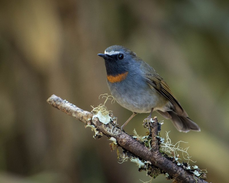 Мухоловка серая – Muscicapa striata (Pallas, 1764)