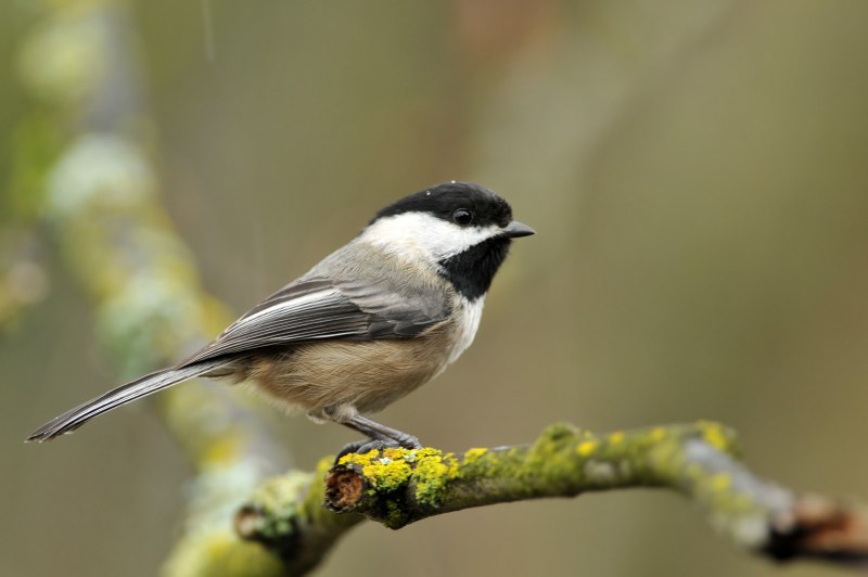 Лазоревка (cyanistes caeruleus)