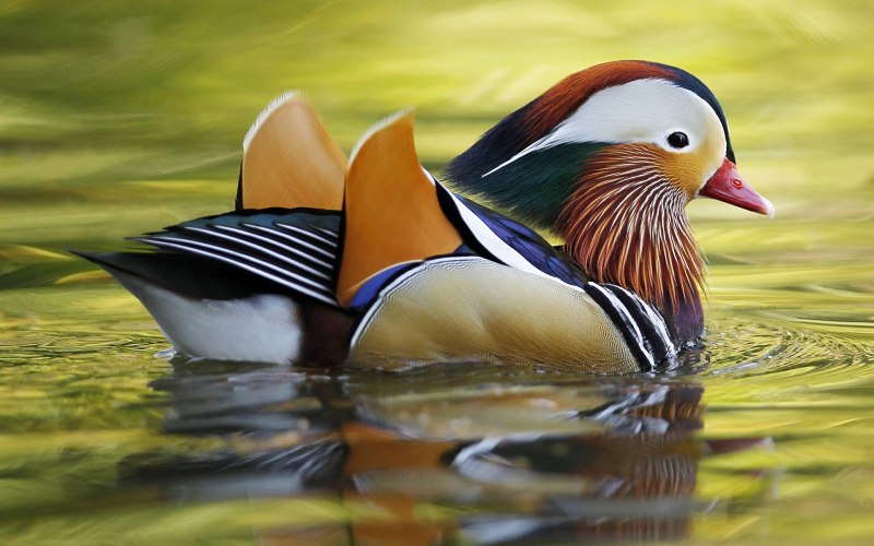 «Утка Мандаринка (Aix galericulata