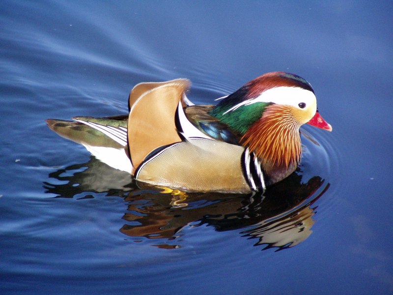 Мандаринка Aix galericulata