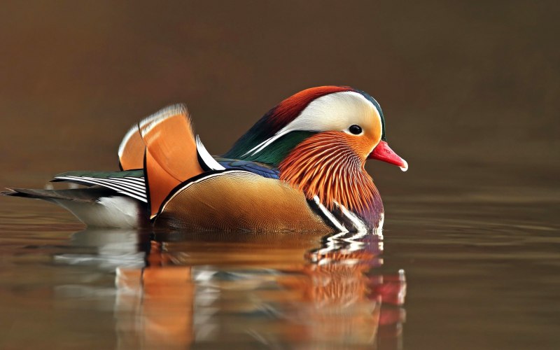 Мандаринка Aix galericulata