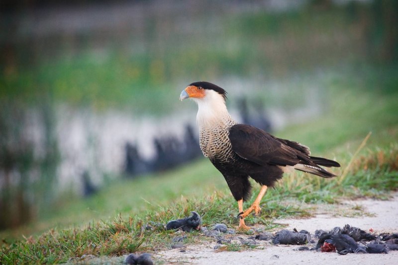 Caracara cheriway