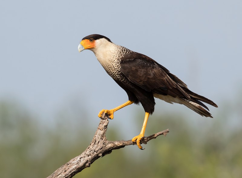 Обыкновенная каракара (Caracara plancus)