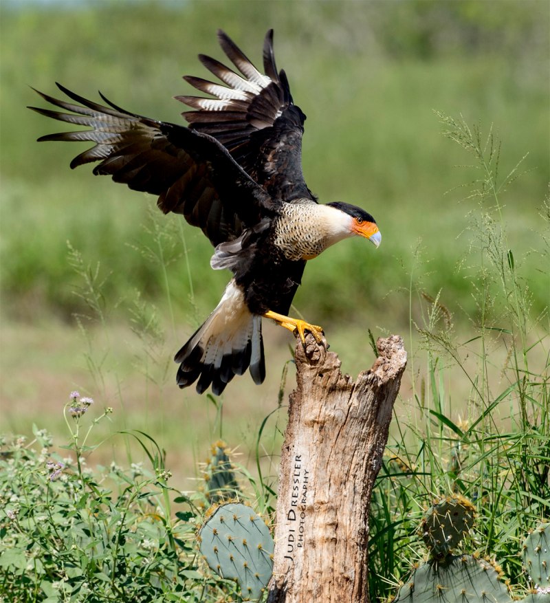 Caracara Polyborus