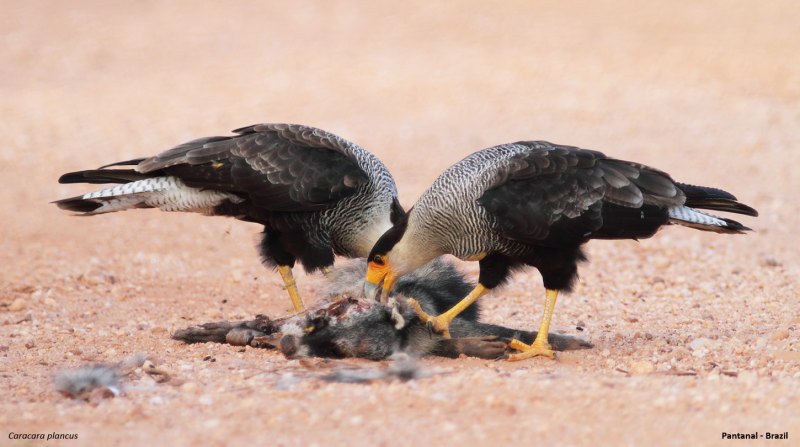 Caracara cheriway