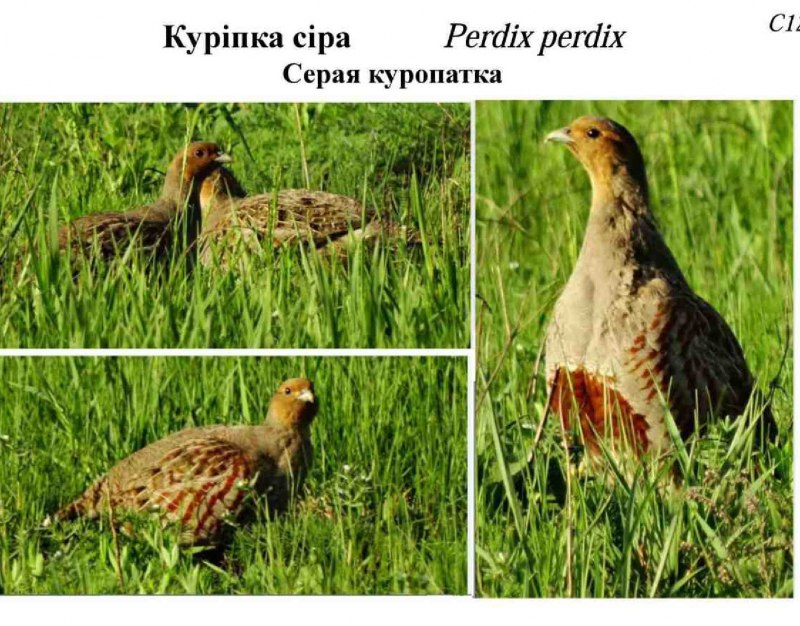В стая снегу в живет куропаток