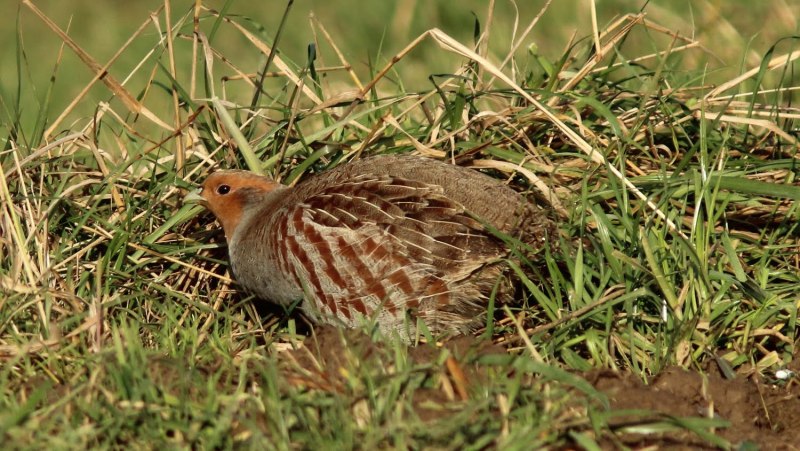 Серая куропатка (Perdix Perdix)